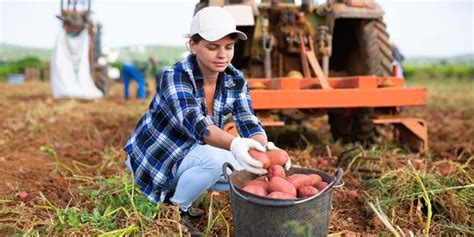 A Lower Potato Harvest In Germany Potato Business
