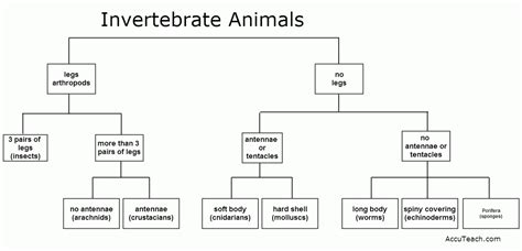 The Classification of Invertebrates - AccuTeach