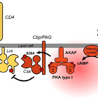 Csk Is Temporarily Sent Off Duty During T Cell Activation In Resting