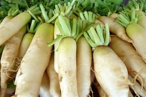 Daikon Radish Seeds — San Diego Seed Company