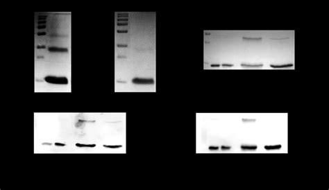Recombinant Human Mature BMP6 Refolding And Dimerization A 15