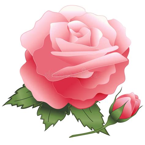 Rosas Na Cor De Rosa Ilustra O Do Vetor Ilustra O De Doce