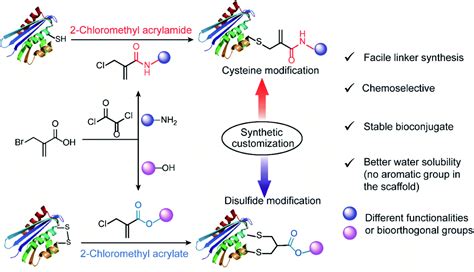 Chemoselective Cysteine Or Disulfide Modification Via Single Atom