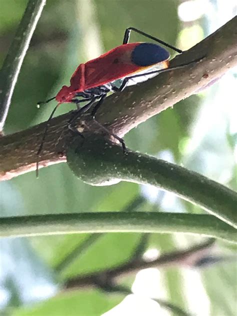 What’s this colourful bug? Looks like an assassin bug because of its