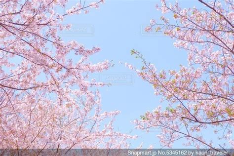 青空に映える満開の桜の写真・画像素材 5345162 Snapmart（スナップマート）