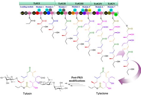 Biosynthetic Gene Assembly Of Tylosin Biosynthesis Gene Cluster