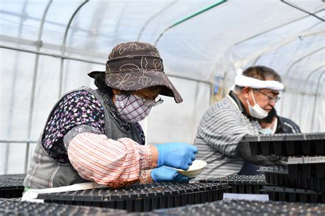 リンドウ播種作業 手作業で1230枚 西和賀花卉生産組合 お知らせ Jaいわて花巻