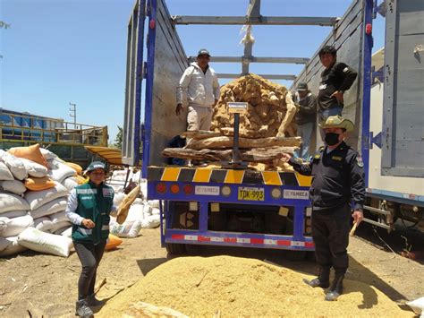 Piura Decomisan Palo Santo Valorizado En M S De S Mil