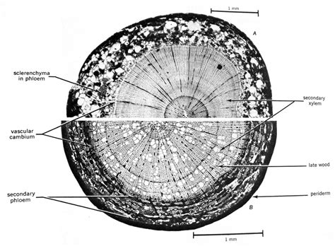 Cambium Root
