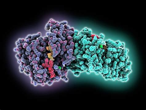 Epidermal Growth Factor Receptor Complex Photograph By Laguna Design