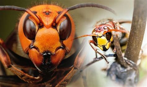 Asian Hornet Watch Are There Asian Hornets Sightings Near You Uk News Uk