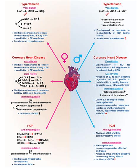 Frontiers Sexgender Disparities In Cardiovascular Diseases The Effects Of Estrogen On Enos