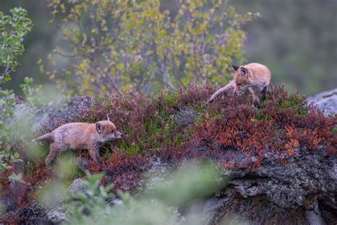 Wildlife Tours | Vesterålen Tours | Vesterålen | Tours | Guide