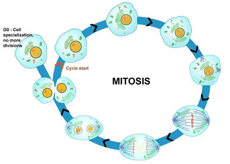 Mitosis Diagram Quizlet