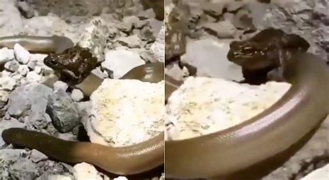 Prey Rides The Predator Says Twitter As Video Of Frog Sitting On Snake