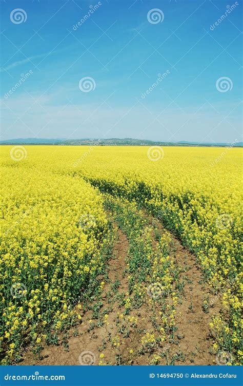 Rapeseed flower field stock photo. Image of farm, farmland - 14694750