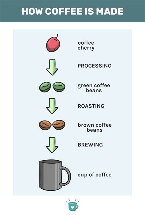 Process Of Making Coffee Beans - Rutrend