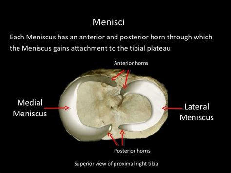 Slideshow Knee Joint