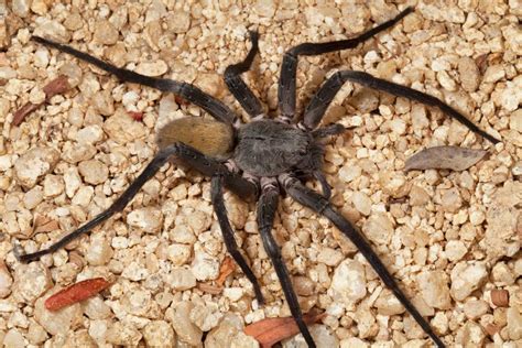 New species alert: Massive, cave-dwelling spider discovered in Mexico ...