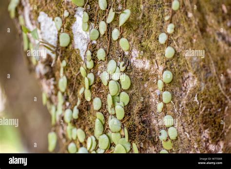 Drymoglossum Piloselloides Hi Res Stock Photography And Images Alamy