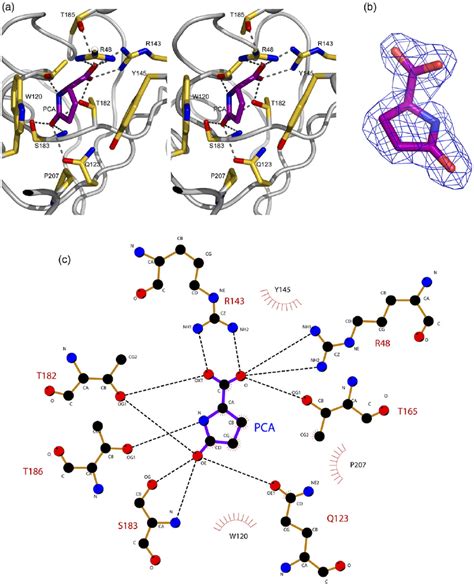 A Dctp7 Ligand Binding Site Stereo Stick Diagram 53 Of Pyroglutamic Download Scientific