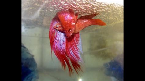 Betta Fish Mating Must Watch Youtube