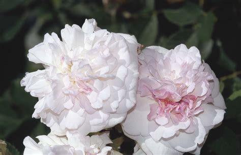 Rosa &Austough&PBR | rose [Rosemoor] Shrubs/RHS