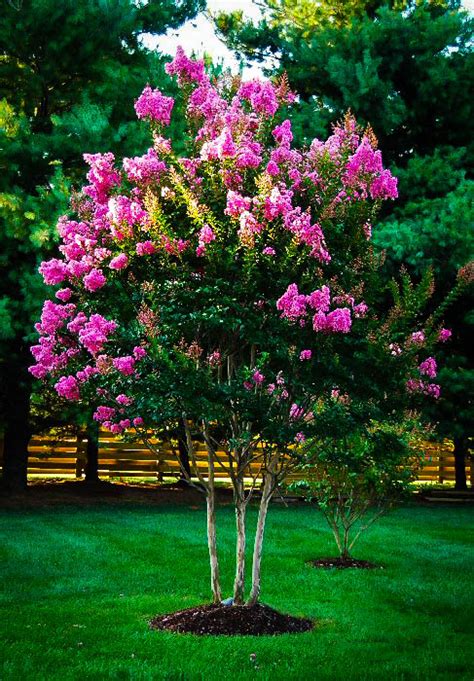 Hopi Crape Myrtle The Tree Center™