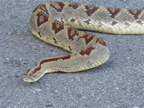 Cascabel Yucateca Anfibios Y Reptiles Del Estado De Yucat N Inaturalist