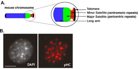 Organization Of Pericentric Heterochromatin Into Chromocenters In Mouse