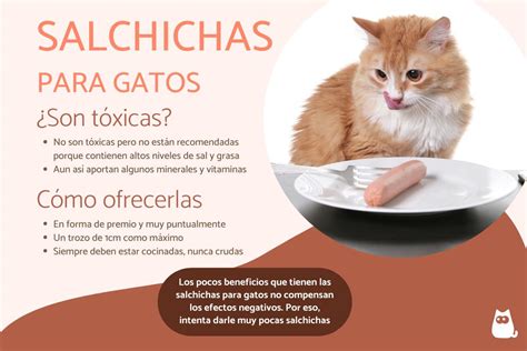 Que Pasa Si Mi Gato Come Comida Para Perros