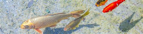 Pond Fish Hibernation Zamzows Store