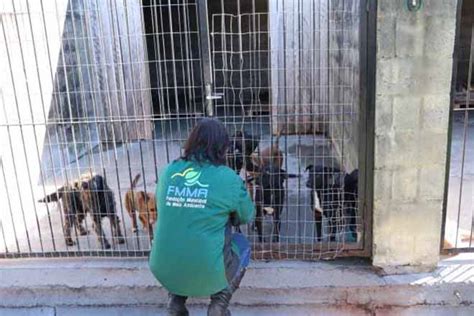 Gravataí terá plataforma para facilitar a adoção de animais Seguinte