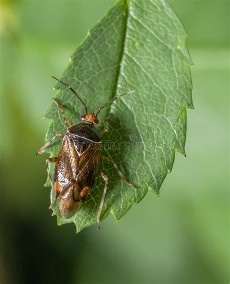 Bicho Maligno En Una Hoja Verde Foto De Archivo Imagen De Bicho