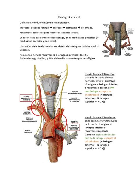 Esófago Cervical Pdf
