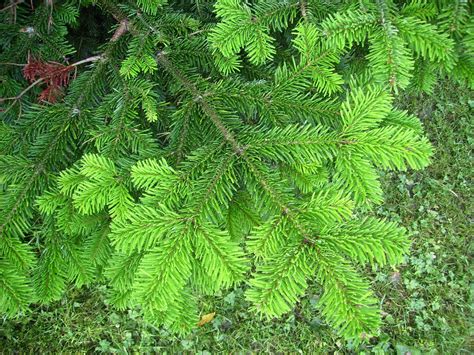 Abies Nordmanniana Abies Plants Tree