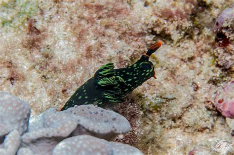 Nembrotha Kubaryana Nudibranch Facts And Photographs • Seaunseen