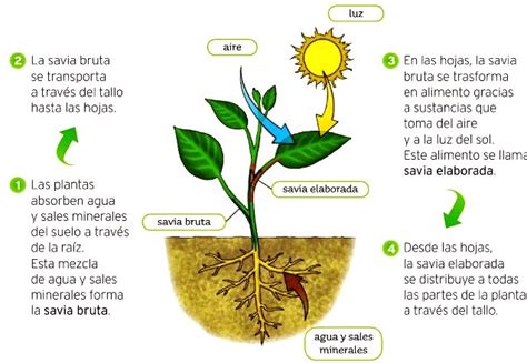 Tomi Digital Descubriendo La Diversidad De Las Plantas