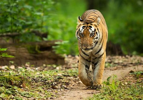 Tiger Facts, Types, Classification, Habitat, Diet, Adaptations