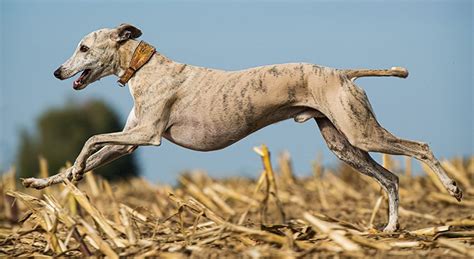 Whippet — Wszystkie Informacje I Opis Rasy Zoocialpl