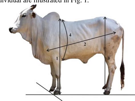 Figure From The Relationship Between Frame Score Calving Interval