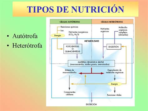 NutriciÓn Nutrición Celular