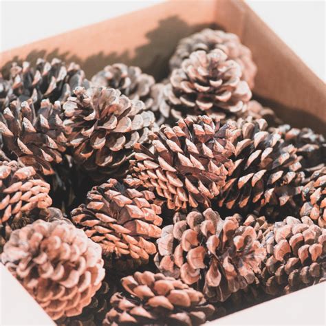 Box Of Pine Cones For Sale Pine Cones Direct