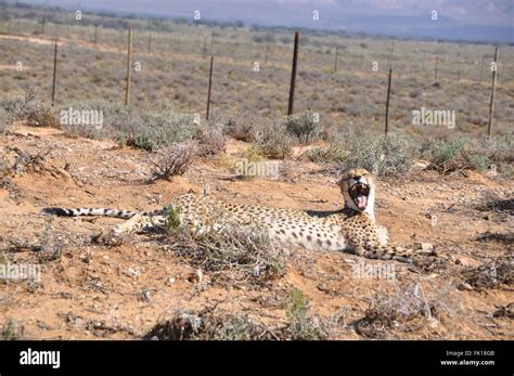 Cheetah Lying Down Yawning Stock Photo Alamy