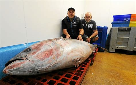 Un thon gigantesque de 276 kg pêché par un chalutier lorientais Le