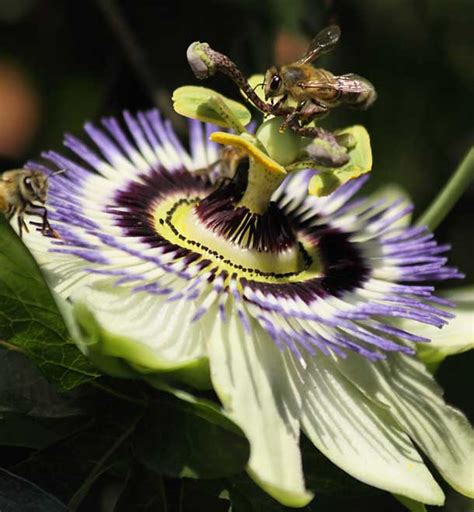 Flowering Passionfruit Attracting Honey Bees