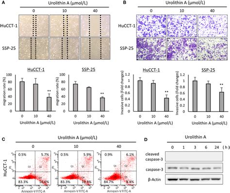 Effects Of Ua On Cell Migration Invasion And Apoptosis Progression In