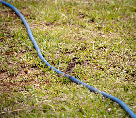 Foto Pardal Passer Domesticus Por Pimenta Wiki Aves A