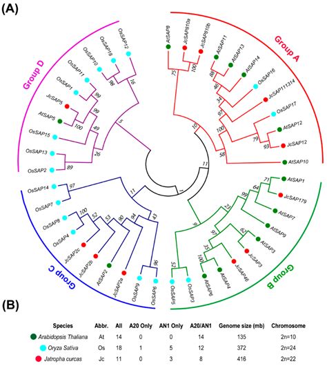 Genes Free Full Text Identification Phylogeny Divergence