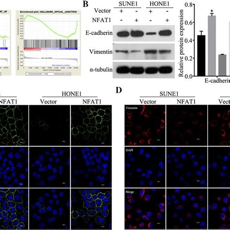 NFAT1 Inhibits NPC Cell Migration And Invasion In Vitro A Wound